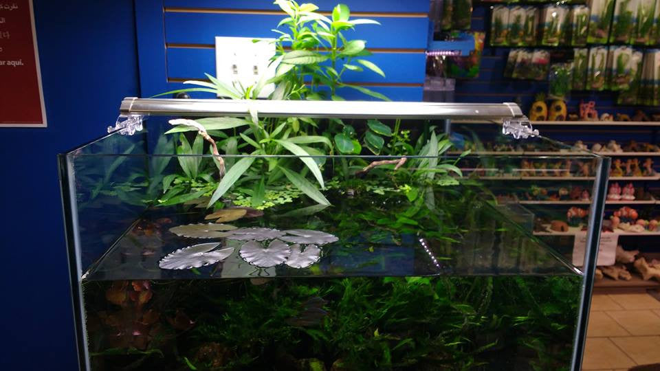 Swamp Tank: Happy Plants in the Riparium Setup at Fish Planet in Deerfield, Illinois