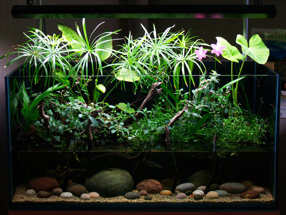 Riparium Plants!