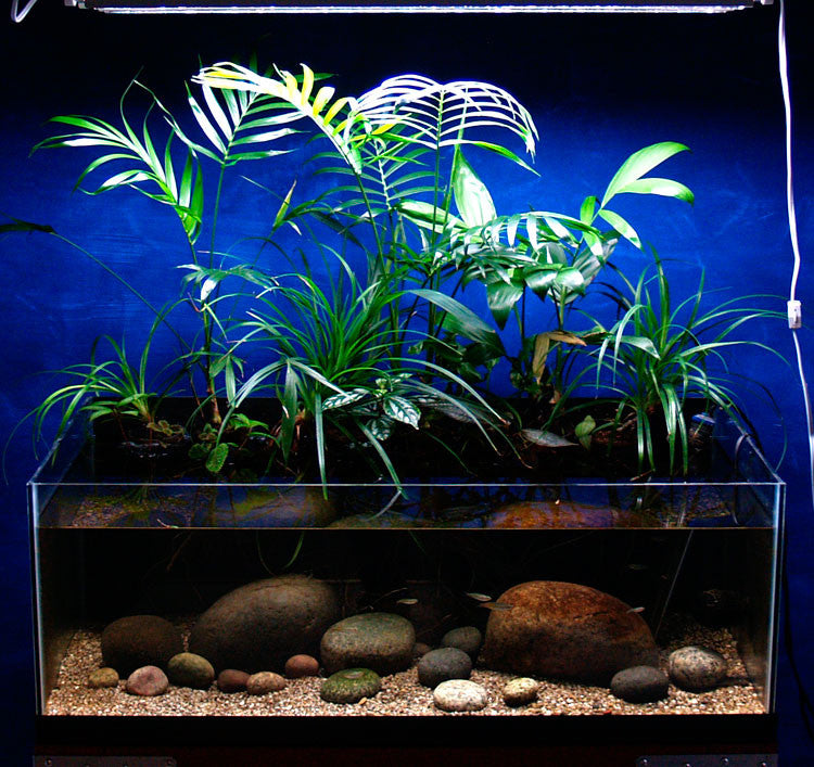 No extra CO2 Required!...And Other Reasons for a Planted Riparium as Your Next Aquascape.