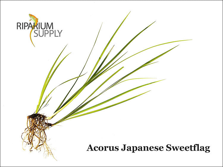 New riparium plants in the online store!
